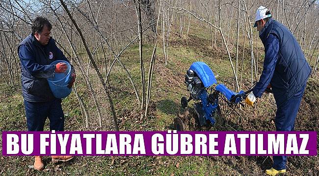 Fındık üreticisi 500 lira verip  bahçesine gübre atamaz