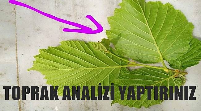 Fındık üreticisine toprak analizi uyarısı