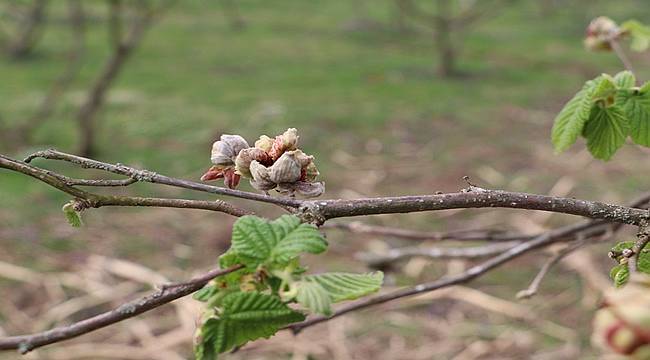 Fındıkta 'kozalak akarı' zararlısıyla mücadele zamanı