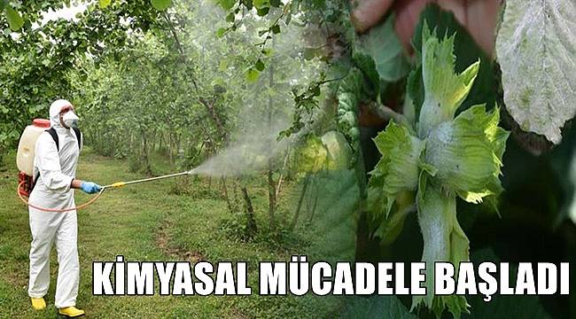 Fındıkta küllenme hastalığına karşı kimyasal mücadele başladı