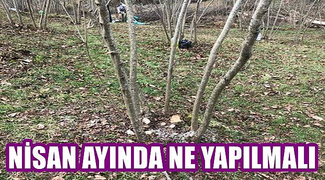 Fındıkta Nisan ayı bakımı