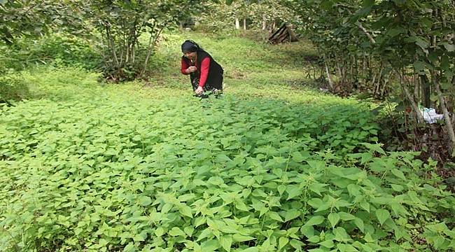 Giresun ısırgana coğrafi işaret aldı