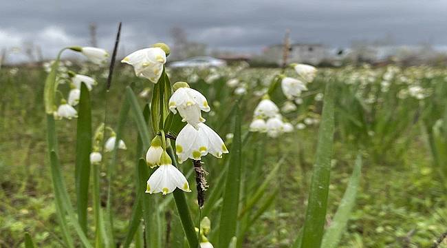 Göl soğanı Samsun'da özel izinle üretiliyor