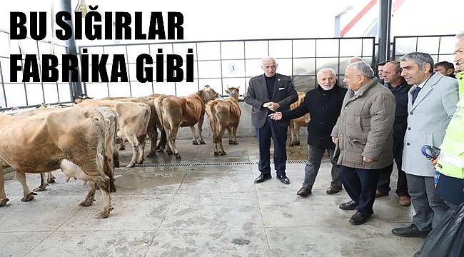 Ordu'da 50 çiftçiye 300 sığır dağıtıldı