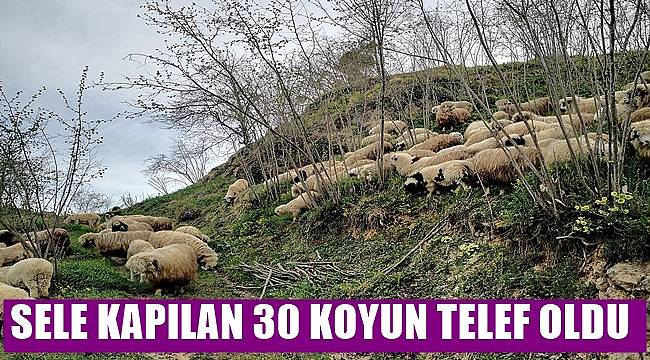 Ordu'da ele kapılan 30 koyun telef oldu