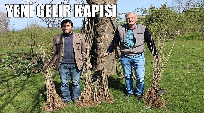 Ordu&#039;da ipek böcekçliği yeni gelir kapısı oldu