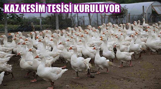 Ordu'da kaz kesim tesisi kuruluyor