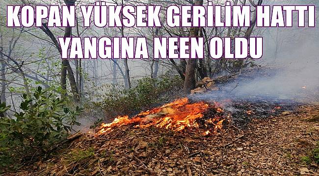 Ordu'da kopan yüksek gerilim hattı yangına neden oldu