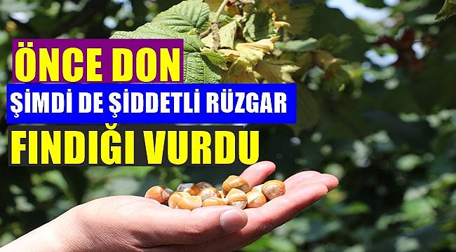 Ordu'da şiddetli rüzgar fındığı vurdu