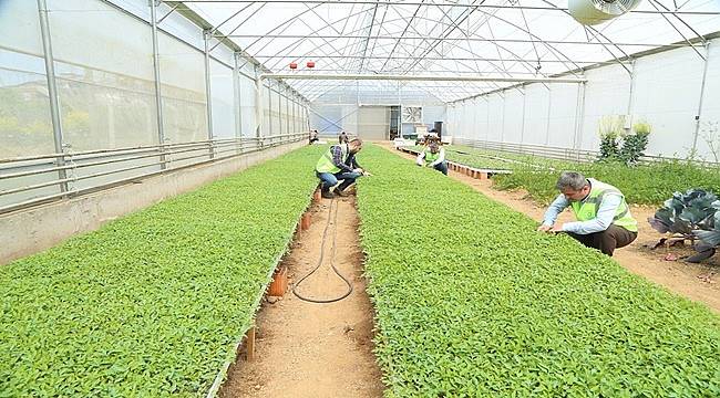 Ordu'da ücretsiz 100 bin adet fide dağıtılacak