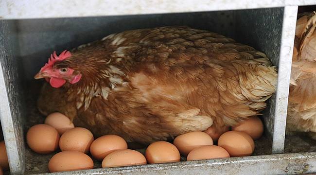 Ordu'da üretilen yumurtalar 700 mağazada satılıyor