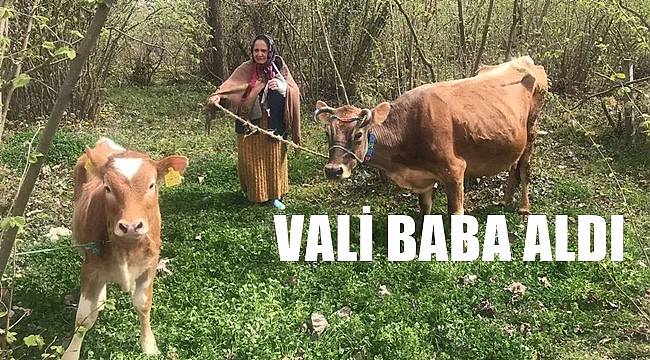 Ordu Valisi Nezaket Ablaya inek hediye etti