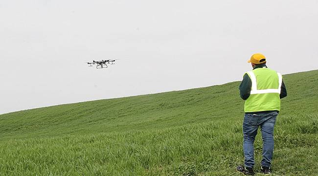 Samsun'da çiftçiler tarlasını zirai dronla ile ilaçladı