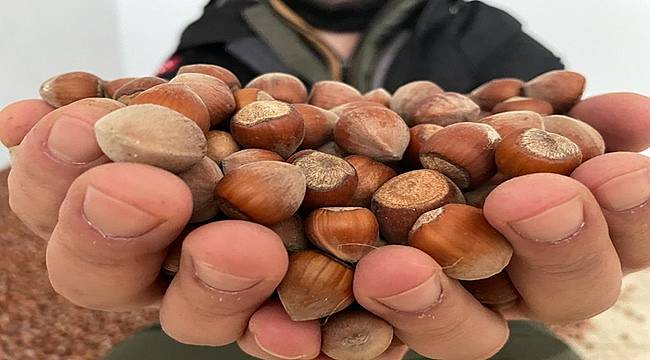 Trabzon'dan 169 milyon dolarlık fındık ihracatı yapıldı