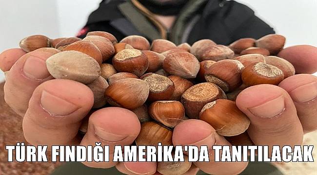 Türk fındığı Amerika&#039;da tanıtılacak