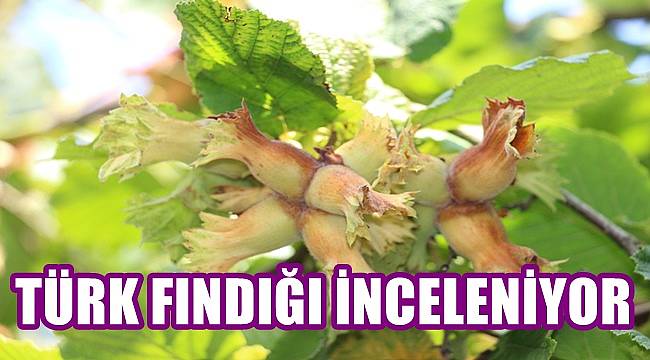Türk fındığı inceleniyor