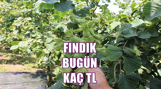 27 Mayıs Cuma fındık fiyatı