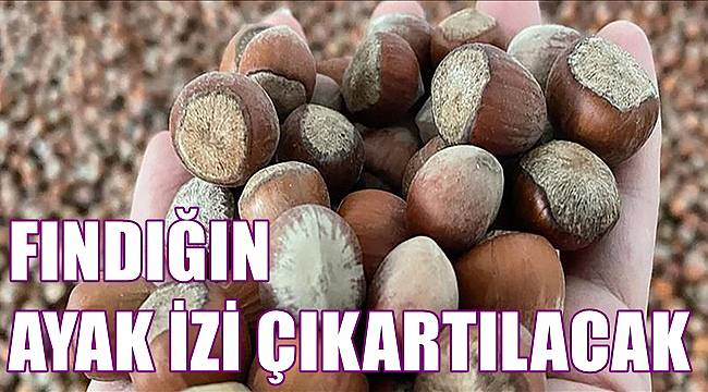 Fındığın ayak izi çıkartılıp verim arttırılacak