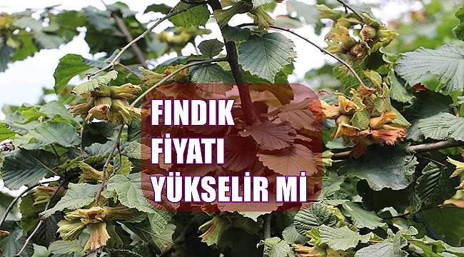 Fındık fiyatı 1 Mayıs Pazar günü kaç lira?