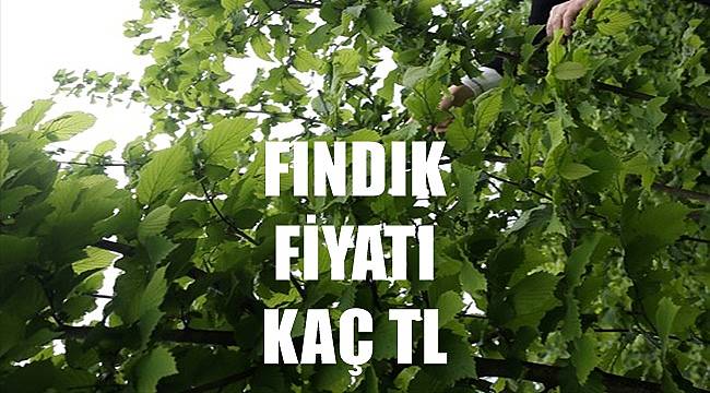 Fındık fiyatı 16 Mayıs Pazartesi günü fındık kaç TL