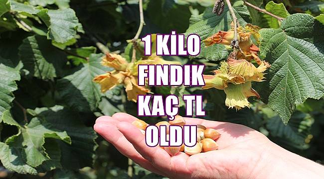 Fındık fiyatı 28 Mayıs Cumartesi günü  kaç TL?