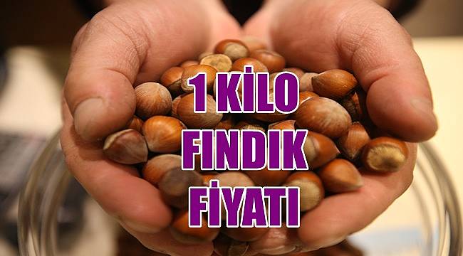 Fındık fiyatı yükselmeye başladı