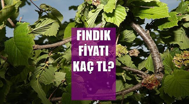 Fındık fiyatı 5 Mayıs Perşembe günü kaç Lira?