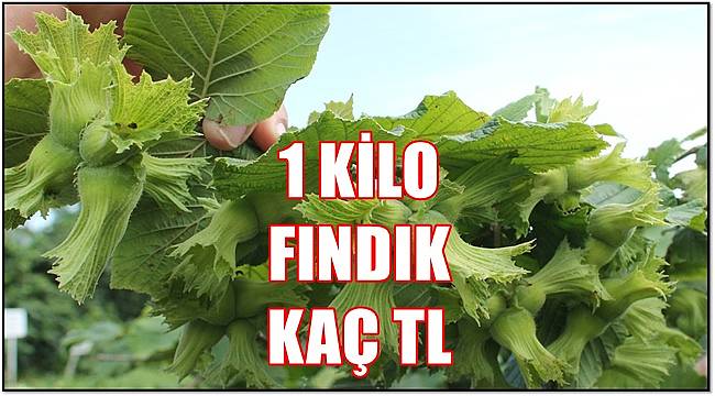 Fındık fiyatı düştü! 25 Mayıs Çarşamba  fındık fiyatı