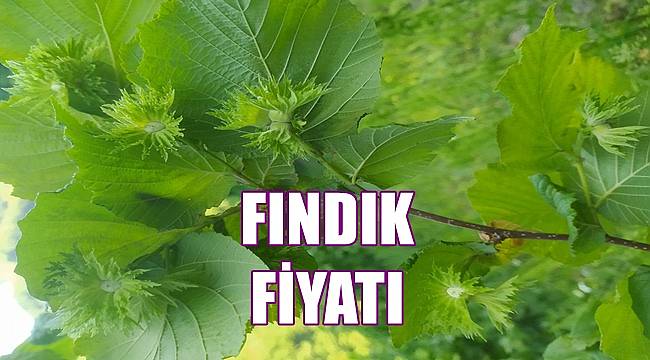 Fındık fiyatı 29.05.2022
