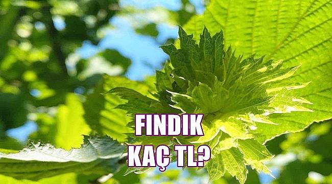 Fındık fiyatı ne kadar 23 Mayıs Pazartesi fındık fiyatı