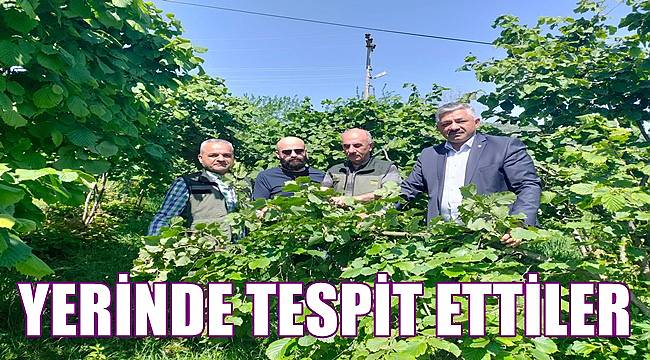 Fındıkta tehlike! Rekolte düşük!