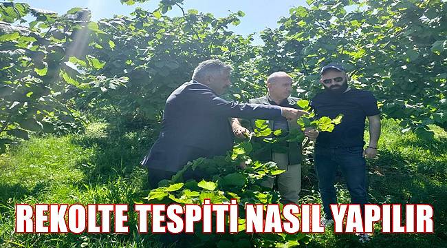 Fındık rekoltesi nasıl tespit edilir?