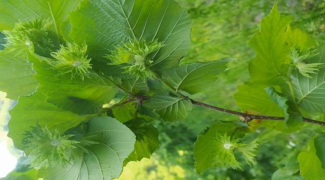 Fındık Tarımında İklim Değişikliğinin Rolü Çalıştayı