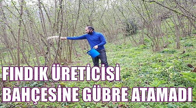 Fındık üreticisi fiyatı yüksek diye bahçesine gübre atamadı