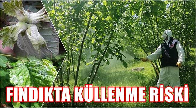 Fındıkta küllenme hastalığı riski var