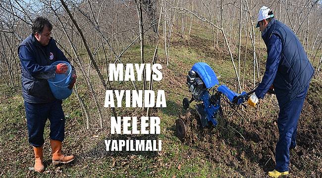 Fındıkta Mayıs ayında neler yapılmalı