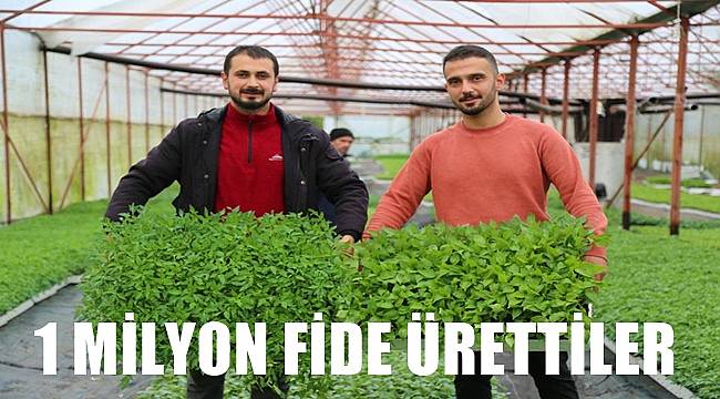 Ordu'da iki genç girişimci fide üretiyor