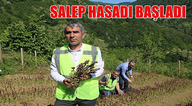 Ordu'da salep hasadı başladı