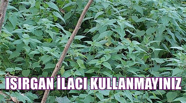 Ordu'da Ünye Ziraat Odası ısırgan ilacı satmama kararı aldı