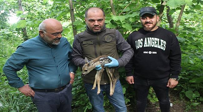Ordu'da yaralı karaca tedavi edildi