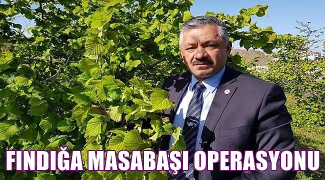 Soydan: Fındığa masabaşı operasyonu çekiliyor