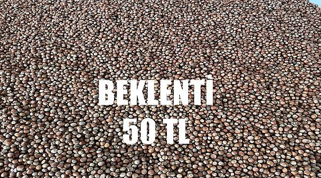 Soydan: Fındık fiyatı için 50 TL bekliyoruz