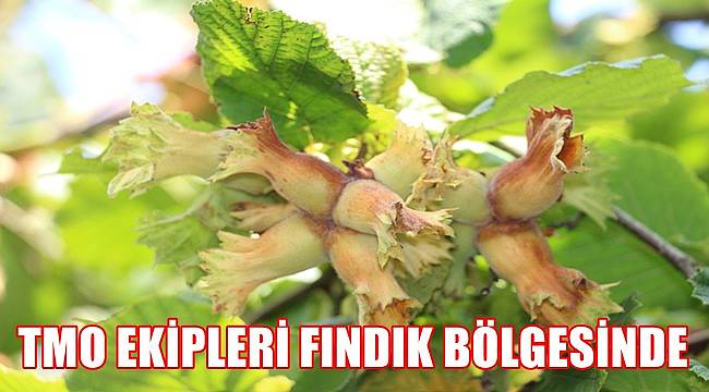 TMO  fındık bahçesinde inceleme yapıyor