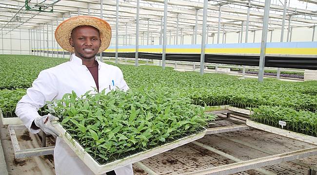 Tokat Üniversitesi'nde yetiştirilen sebze fidelerinin satışı başladı