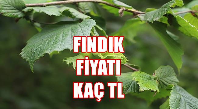 27 Haziran Pazartesi fındık fiyatları