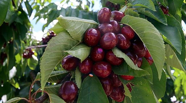 Amasya'dan yurtdışına 500 ton kiraz gönderildi