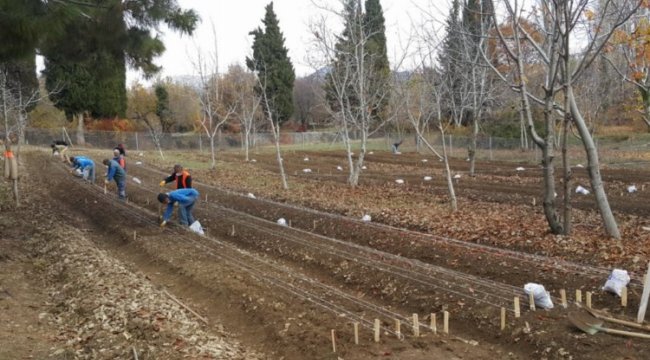 Antalya’da belediyenin ürettiği lale soğanları hasat edildi
