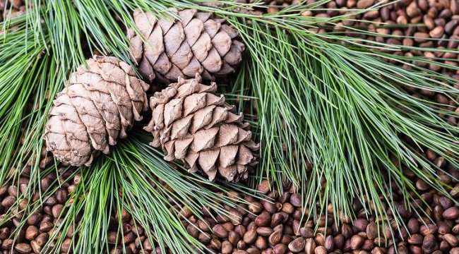 Çam fıstığında kötü giden yıllar sona erdi