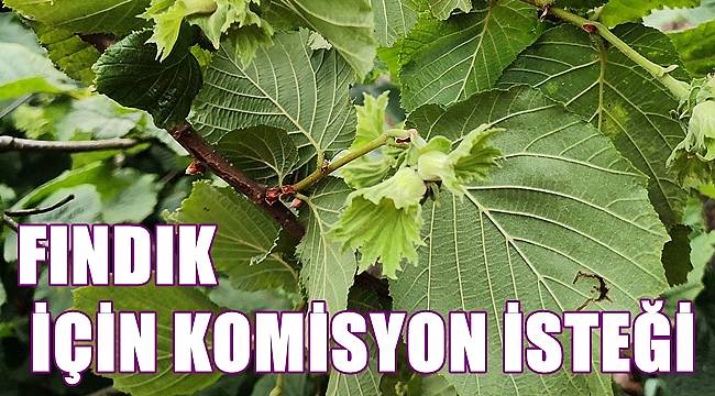 CHP FINDIK İÇİN KOMİSYON KURULMASINI İSTİYOR