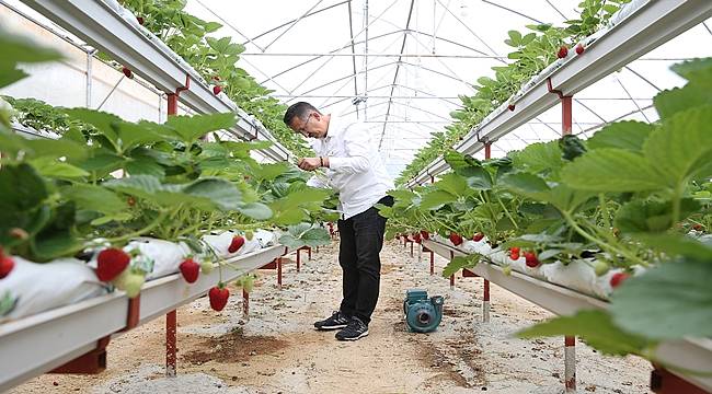 Fındığın başkenti Giresun'da çilek yetiştiriyor
